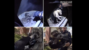 Adorable raccoon babies rescued from wood-burning stove in Colorado